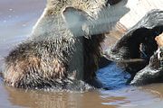21 - Grouse Mountain - IMG_1535